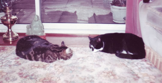 Fred and Gizzie getting on together