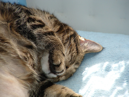 Sleeping - Do not disturb