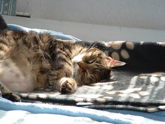 Sun worshiping