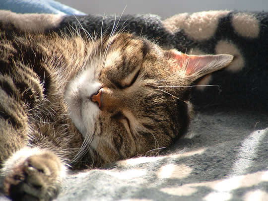 Cat napping