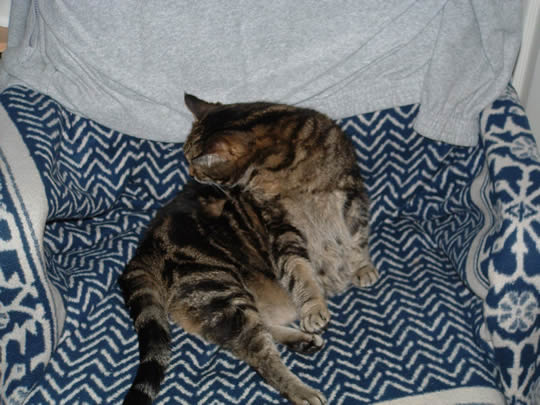 My office chair - yeah, right!
