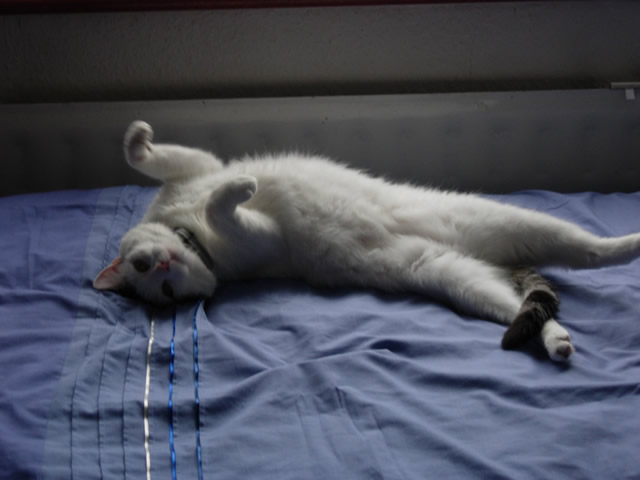 Sammy relaxing by the radiator