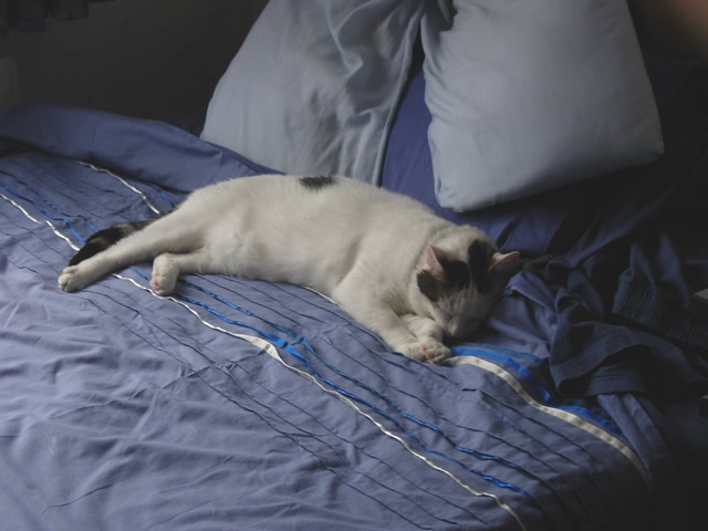 Sammy after a hard day playing